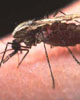 Obrana proti komárům - moderní přípravky i recepty našich babiček